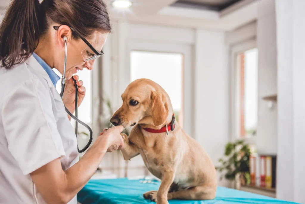 Plano de saude pet funcionamento servicos incluidos e limitacoes