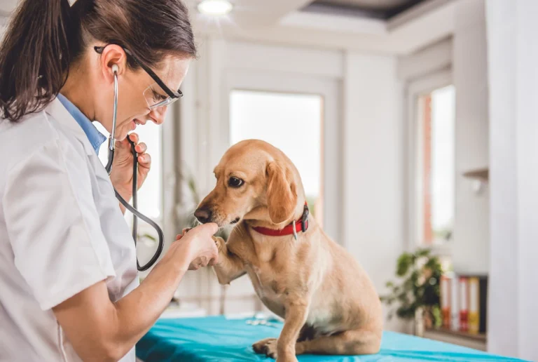 Plano de Saúde Pet Funcionamento Servicos Incluidos e Limitacoes